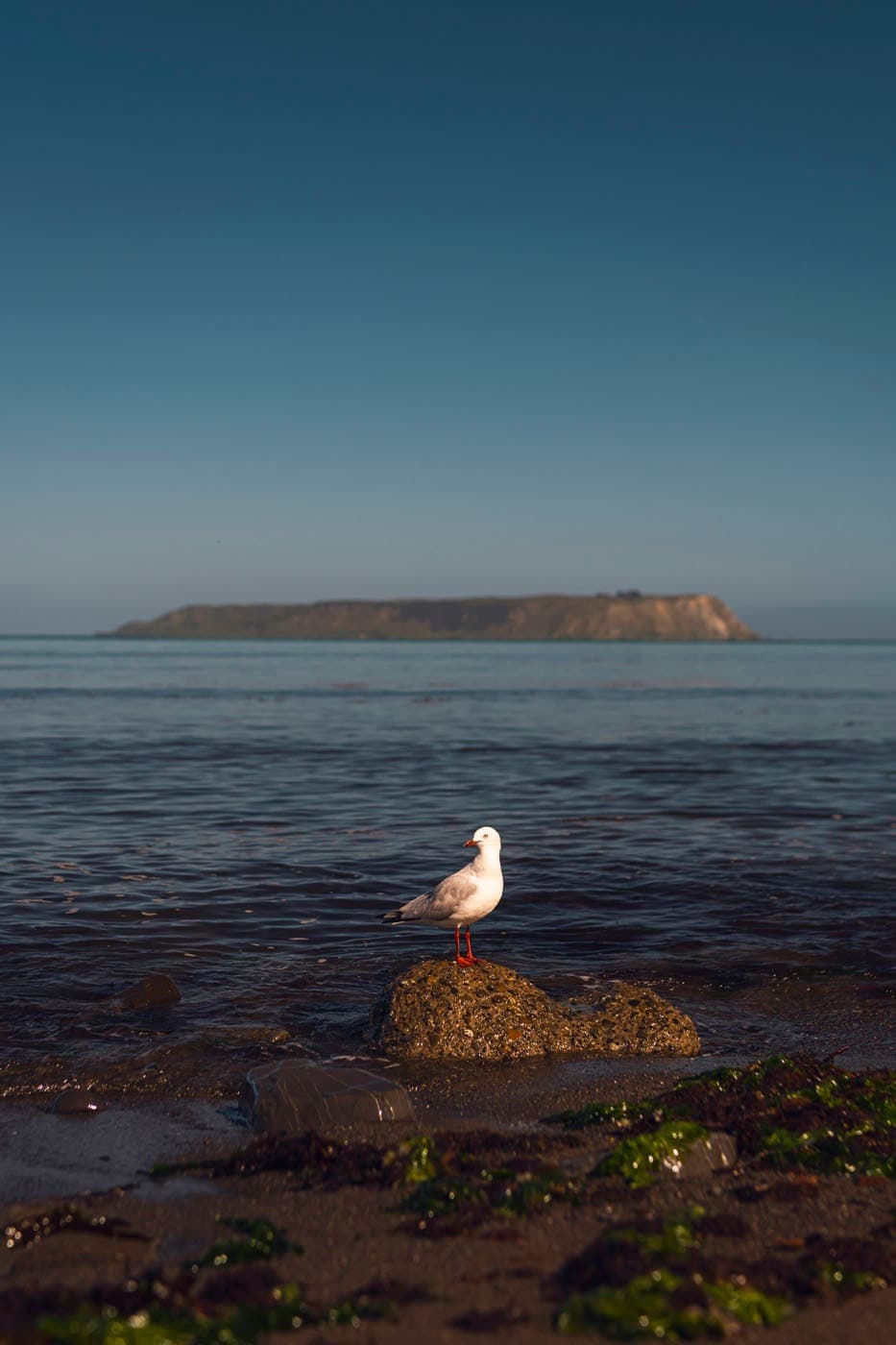 Fresh water stream flowing into harbour